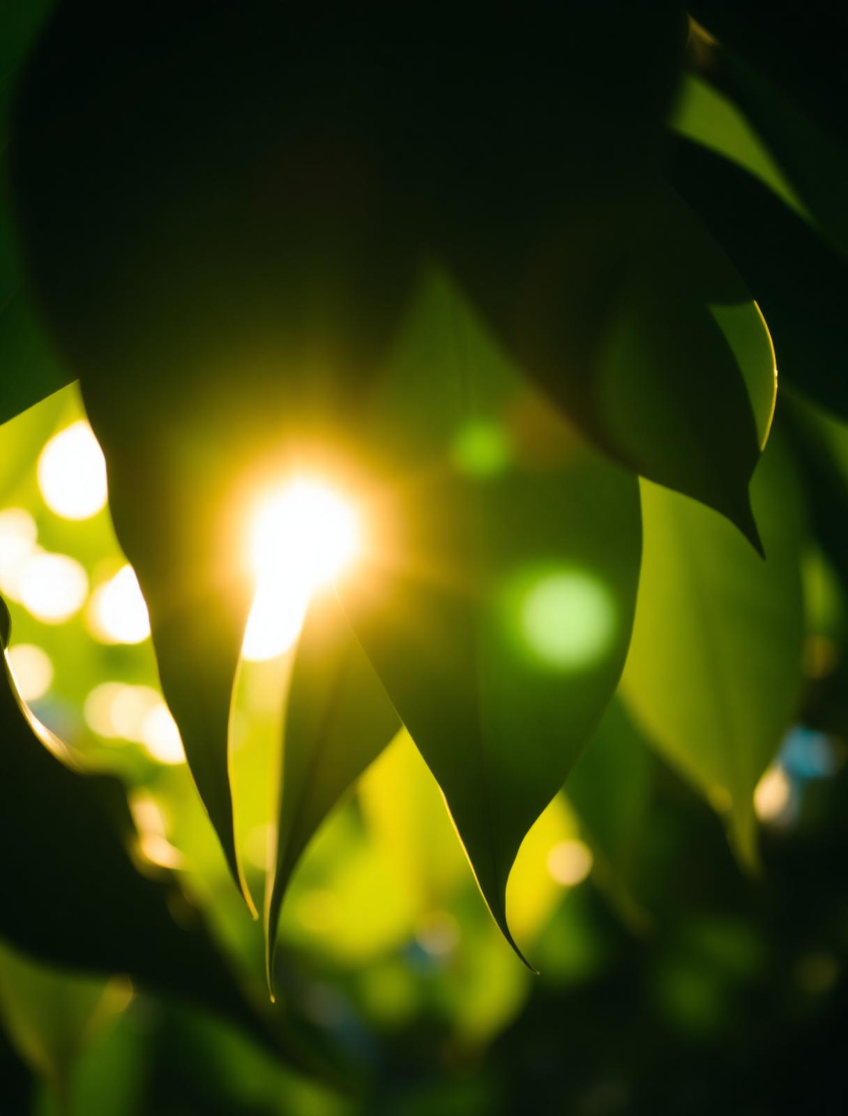 Sunlight filtering through green leaves